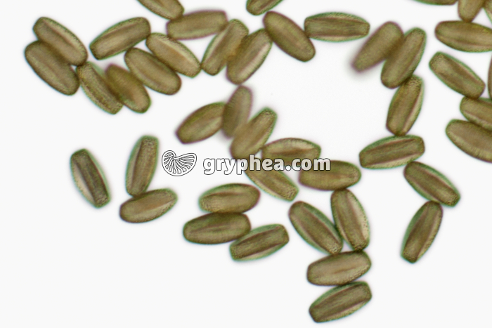 Pollen Saule x200 - gryphea.com